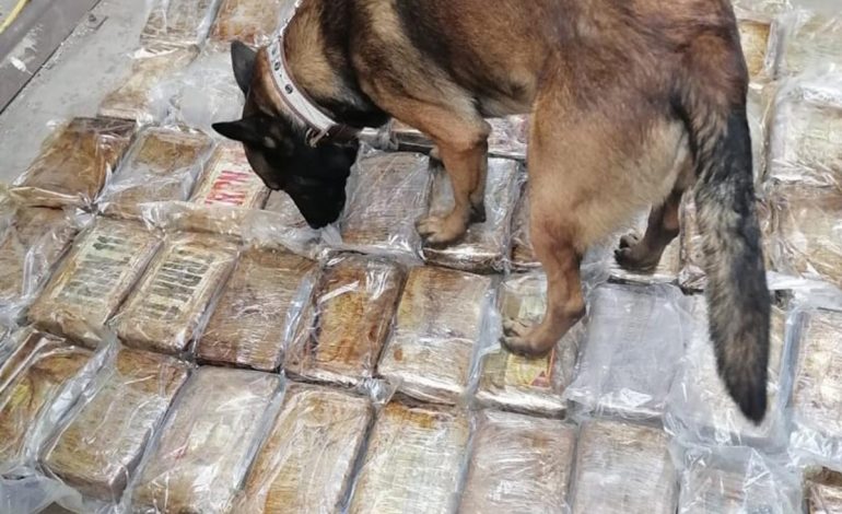 Na Ukrainie wykryto przemyt kokainy w bananach o wartości 10 mln dolarów