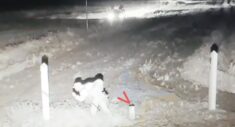Strzały na litewsko – białoruskiej granicy i dziesiątki nielegalnych migrantów zawróconych na Białoruś