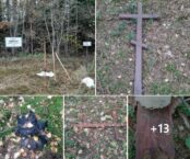 Białoruś: Znów zdewastowano Witebskie Kuropaty!
