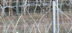 „Celowo dają się nagrywać z karabinami snajperskimi i granatnikami” (WIDEO)