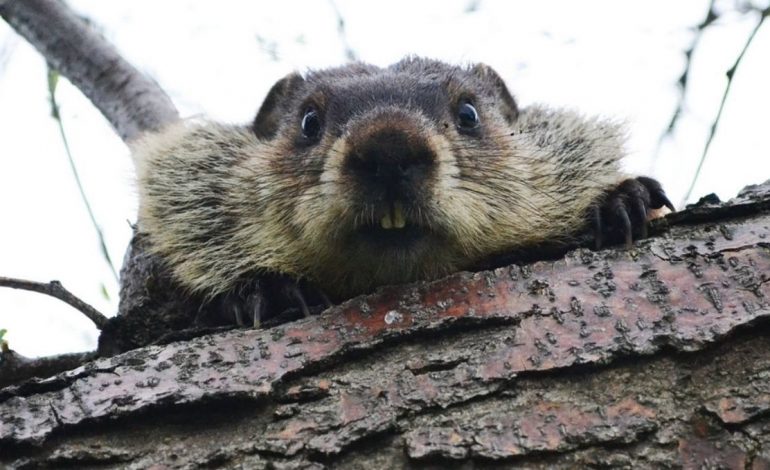 W Witebsku ścigają bobry – zniszczyły upamiętnienie z okazji „wyzwolenia Białorusi od polskich okupantów”