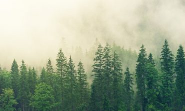 Ukraina chce zwiększyć zalesienie kraju