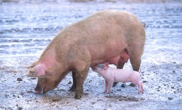 Białoruski rząd zareagował na zachodnie sankcje: świnie nie wjadą ani żywe ani martwe