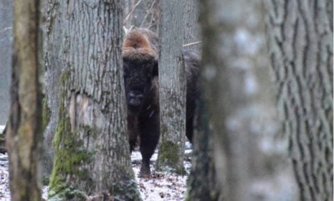 Samice górą! Policzyli żubry w Puszczy Białowieskiej