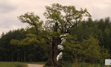 Drzewo nazwane na cześć białorusko - polskiego poety ma szanse na tytuł Europejskiego Drzewa Roku (WIDEO)