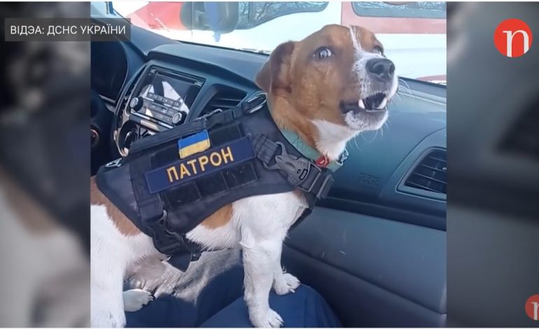 Zobacz, jak psy pomagają ukraińskiemu wojsku w obronie ojczyzny (WIDEO)