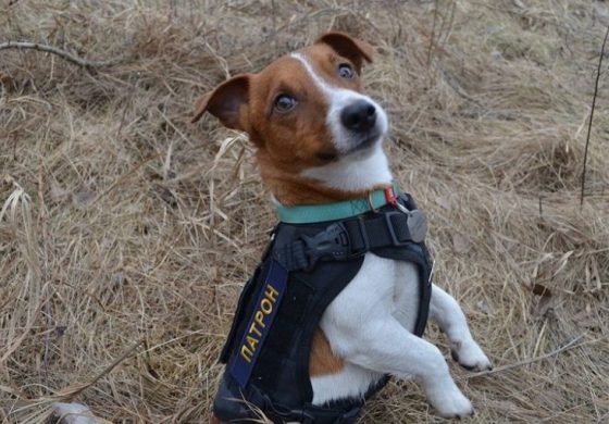 „Obyś nigdy się nie mylił”. Psi saper rozminowuje Czernihowszczyznę (WIDEO)