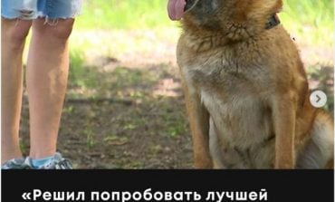 Niezwykła historia psa. Patrolował odcinek białoruskiej granicy, zdezerterował do Polski