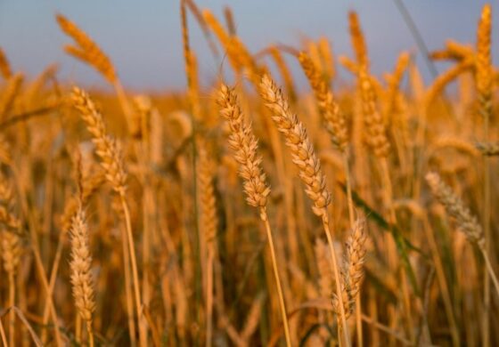 BBC pokazała kolejne dowody na masową kradzież ukraińskiego zboża przez Rosjan