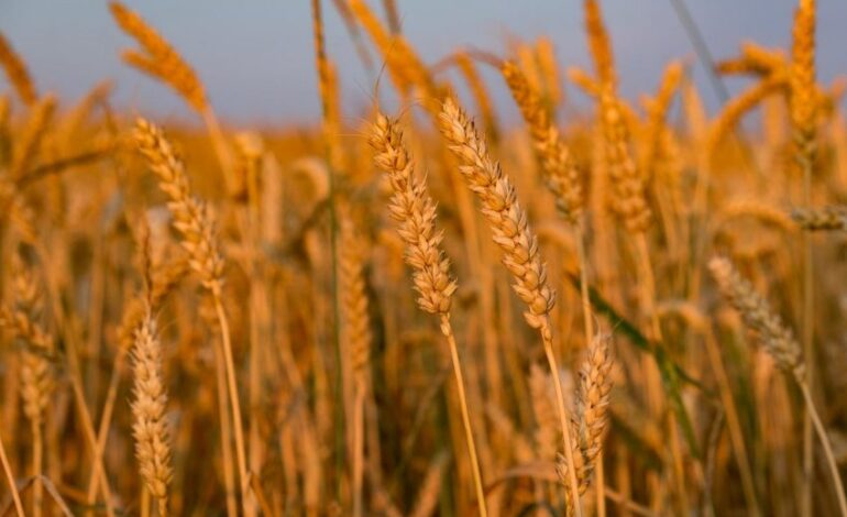 Russian Piracy Research Initiative: Rosja ukradła Ukrainie już pół miliona ton zboża i 11 tys. ton stali