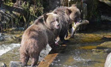 W tzw. Osetii Południowej wypuszczono na wolność cztery osierocone niedźwiadki