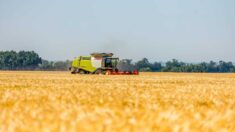 Żniwa na Ukrainie A.D. 2022. Rosyjskie czołgi strzelają do kombajnów pracujących w polu