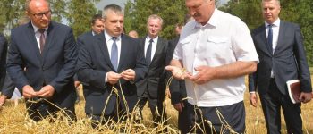 Aleksander Łukaszenka na polu