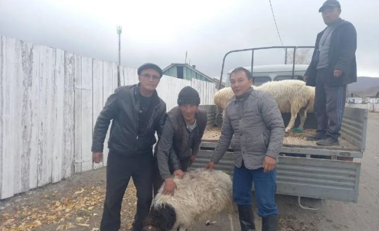 Władze Tuwy płacą za każdego zmobilizowanego żywym baranem