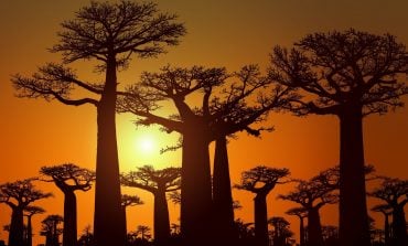 Władze Kenii zakazały eksportu baobabów do Gruzji. Co ma z tym wspólnego miliarder Iwaniszwili?