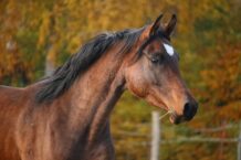 W Czechach skradziono konia wyścigowego, który został zarekwirowany Kadyrowowi w ramach sankcji