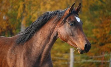 W Czechach skradziono konia wyścigowego, który został zarekwirowany Kadyrowowi w ramach sankcji