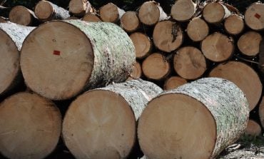 Rosjanie na potęgę wycinają lasy na okupowanych terytoriach Ukrainy