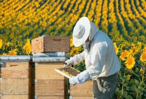Kolorowa fotografia przedstawiająca pszczelarza podczas pracy w pasiece