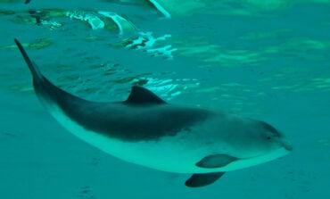 Rosja podwoiła liczbę delfinów strzegących portu wojennego w Sewastopolu