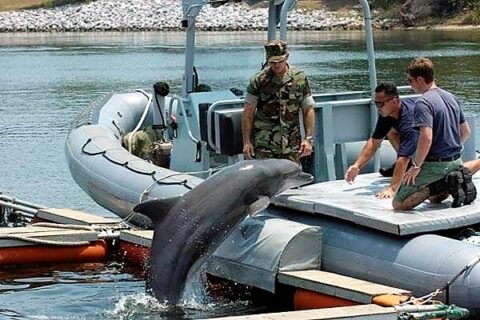 Delfin butlonosy w służbie amerykańskiej Marynarki Wojennej – US Navy