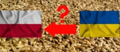 Komisja Europejska nie przedłużyła embarga na ukraińskie zboże; jest reakcja Polski!