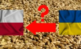Komisja Europejska nie przedłużyła embarga na ukraińskie zboże; jest reakcja Polski!