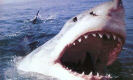 Rosjanie zaatakowani przez rekiny. SOS i dramat na Pacyfiku