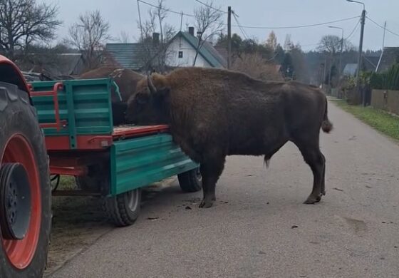 Ten widok zarejestrowany przy granicy z Białorusią łamie serce (WIDEO)