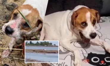 Pies Bonifacy, który przeżył powódź po zniszczeniu zapory kachowskiej, znalazł w Polsce dom (WIDEO)