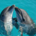 Delfiny
