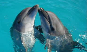 Rosja straciła delfiny bojowe na Morzu Czarnym. Eksperci alarmują o niebezpieczeństwie