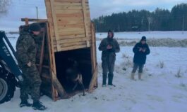 Białoruś: Do Parku Narodowego „Prypecki” sprowadzono niezwykłe zwierzę (WIDEO)