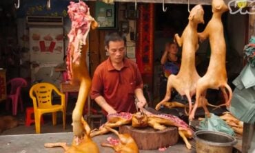 Korea Południowa: zakaz uboju psów i konsumpcji psiego mięsa…