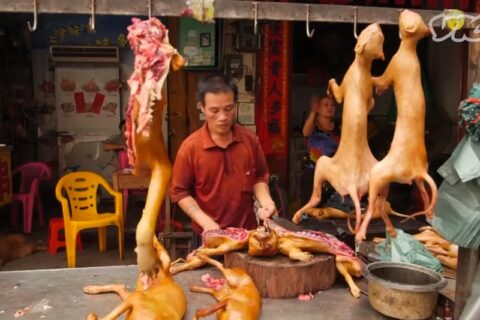 Sprzedaż psiego mięsa zostanie zakazana w Korei Południowej za trzy lata Fot. VICE/YouTube.com