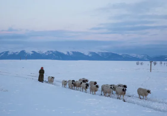 Rząd Mongolii ogłosił stan klęski żywiołowej