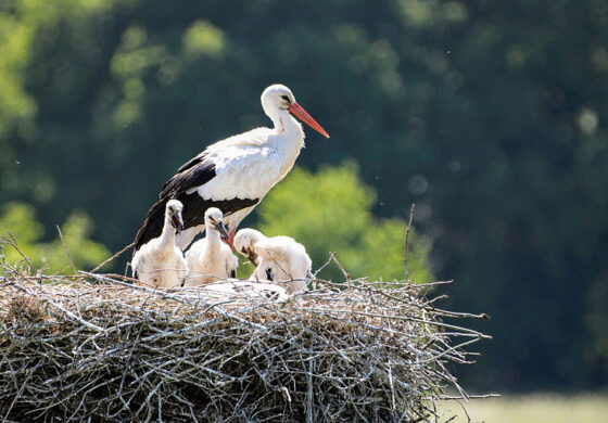  W Brześciu powstają eleganckie „mieszkania” dla bocianów (WODEO)