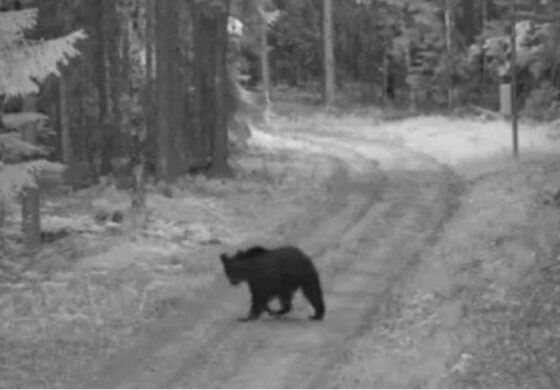 Niedźwiedź z Białorusi wybrał się na krótki urlop w UE. A wizę miał? (WIDEO)