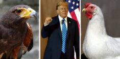 Nieoczekiwany zwrot! Trump o pomocy wojskowej dla Ukrainy