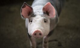 Wet za wet. Chiny odpowiedzą na europejskie ograniczenia w imporcie samochodów elektrycznych