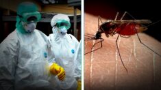 Epidemia Gorączki Zachodniego Nilu w Rosji!