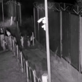 Screen z nagrania / Straż Graniczna RP