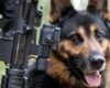 Pies wojny. Rosjanie będą go przeklinać (WIDEO)