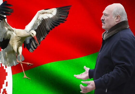 Białoruś wymiera piorunem! Bociany omijają ją szerokim łukiem...