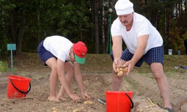 Na Białorusi zabrakło kartofli! Rekord głupoty Łukaszenki