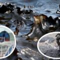 Fot: 24Krasnodar.ru / media społecznościowe