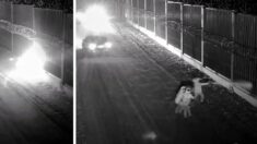 Bezczelnie cięli płot na granicy! Dostali gazem, ale i tak nie odpuścili (WIDEO)