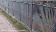 Agresywni migranci ranili polskiego strażnika na granicy z Białorusią Agresywni migranci ranili polskiego strażnika na granicy z Białorusią