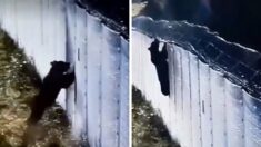 Proszę państwa, oto miś. Miś forsuje barierę dziś! (WIDEO) Proszę państwa, oto miś. Miś forsuje barierę dziś! (WIDEO)