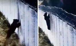 Proszę państwa, oto miś. Miś forsuje barierę dziś! (WIDEO)